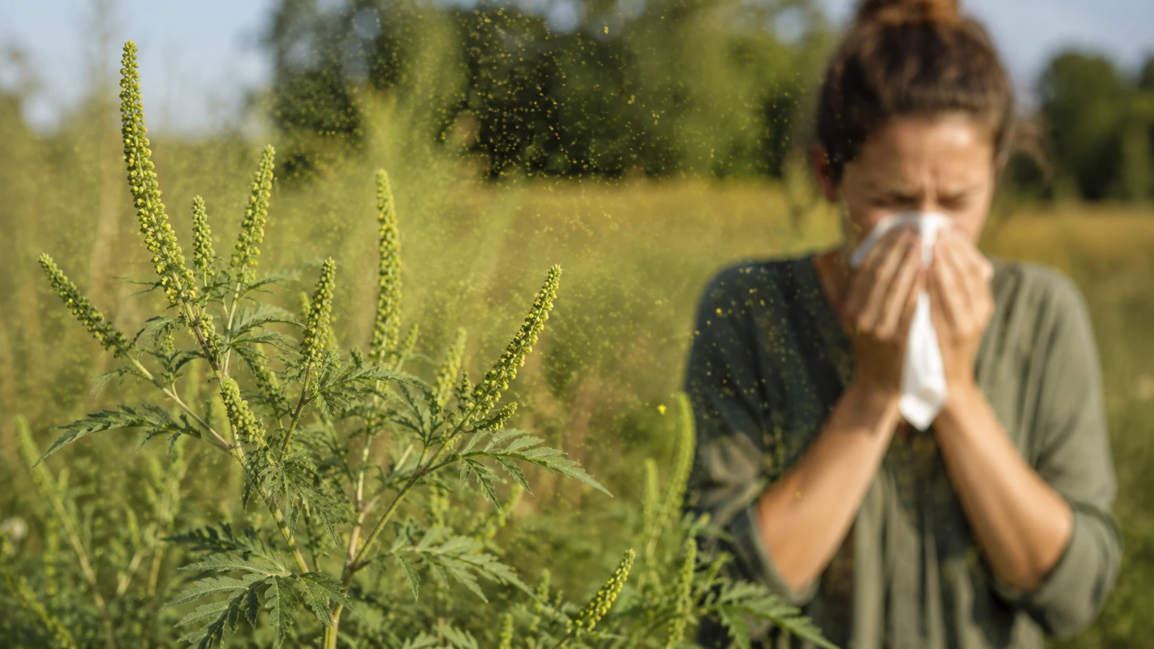 Ambroisie en floraison dans un champ, plante verte allergène responsable de pollens irritants