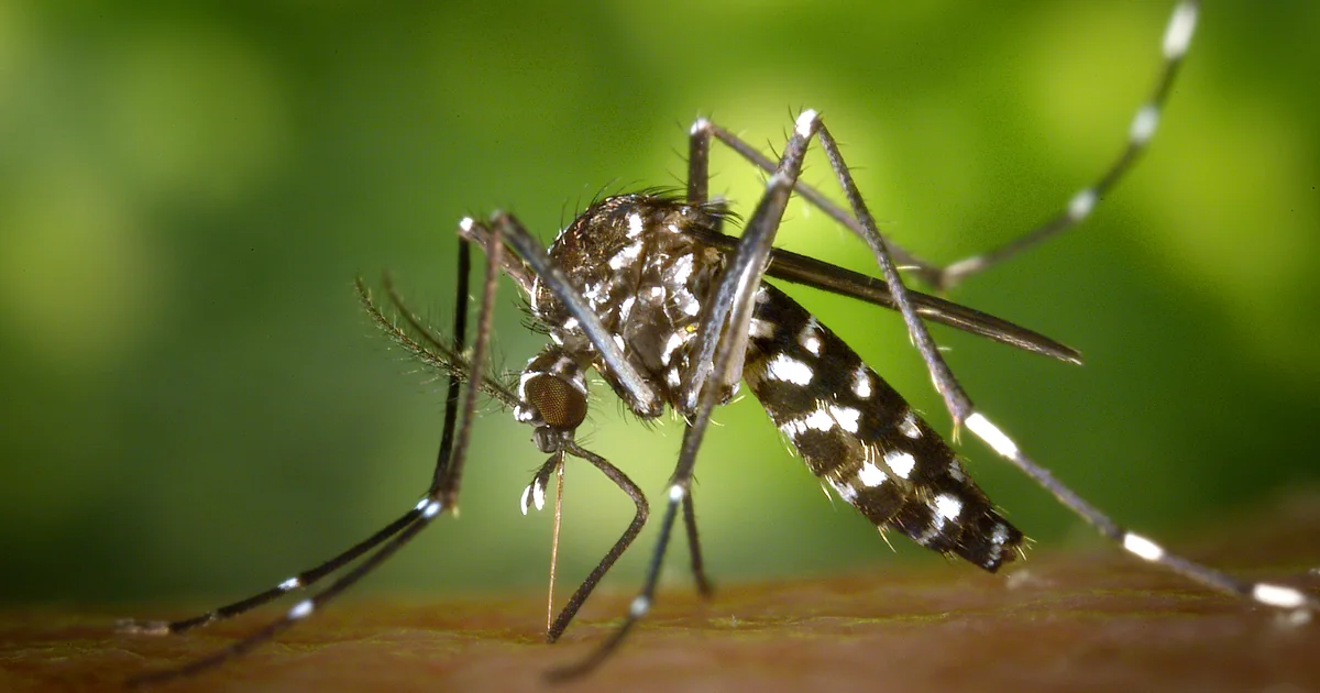 Moustique tigre Aedes albopictus reconnaissable à ses rayures blanches et noires